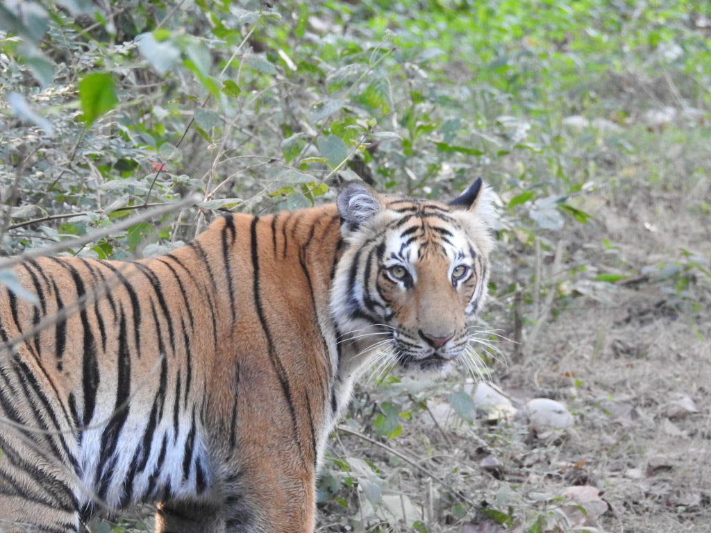 Tiger-sighting-in-corbett-national-park-1-1024×768